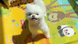 간식을 먼저 먹은 강아지가 하는일 , The dog that ate the snack first does this