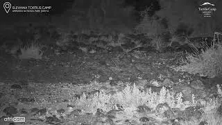 Elusive African Wild Cat on the Move