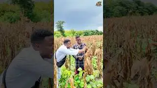 Togo 🇹🇬 : &agrave; 26 ans, il &eacute;l&egrave;ve +400 moutons gr&acirc;ce &agrave; &ccedil;a ! #Togoagriculture  #agricultureint&eacute;gr&eacute;e