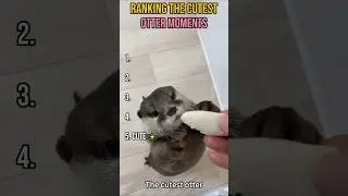 These Otter Moments Are TOO CUTE 😭🦦