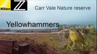 Carr Vale Nature reserve and Yellowhamers