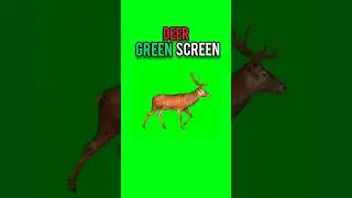 Deer running green screen #deer #dailygreenscreen