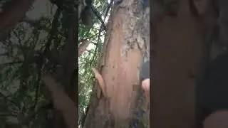 #I #found #a #cache  #trending #shorts #tiktok #fyp #geocaching #geocache
