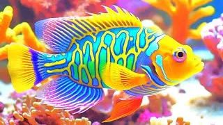 The Best 4K Aquarium - Dive Into The Mesmerizing Underwater Realm, Sea Jellyfish, Coral Reefs