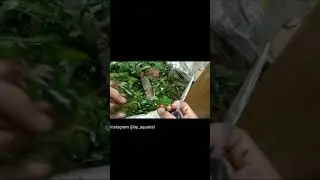 membuat aquascape tanpa co2 perawatan mudah.panen anubias.natural style