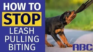How to Stop a Dog From Biting and Pulling on Leash | Animal Behavior College