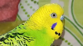 cute birds 🦜❤️