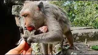 Congratulation!! Monkey Jade give birth newborn baby success,Feed Jade fruit regain strength