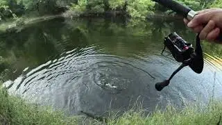 PESCA de TARUCHAS en el río. SALIO una tarucha MONSTRUOSA. #pesca #shimano #taruchas 