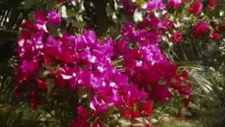 La flore de la R&eacute;union.wmv