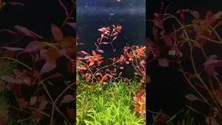 Introducing Ludwigia sp. 'Super Red': A Vibrant Aquatic Marvel!
