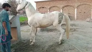 Lovely Mare Enjoying Nature | Calm & Relaxing Horse Video | Beautiful Horse Power 