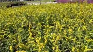 Scoliid Wasps on Goldenrod