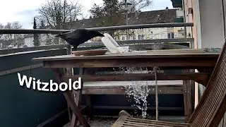Witzbold