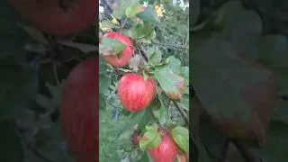 My Backyard Apples 🍎 are ready to pluck #homegarden #appletree #canadalife