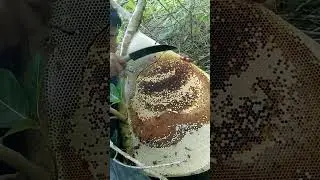 Rezeki bertemu Madu hutan Murni