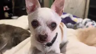 Breakfast in bed &hellip;dog life !