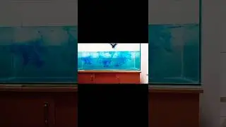 4 Feet Tank Setup For My Arowana