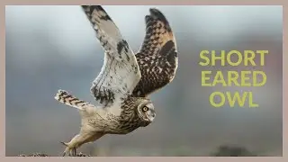 Short eared owl call - Asio flammeus