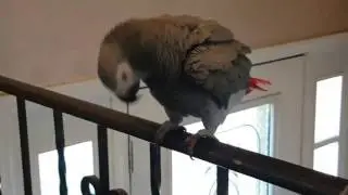 Bird dance - Dynamite Hack