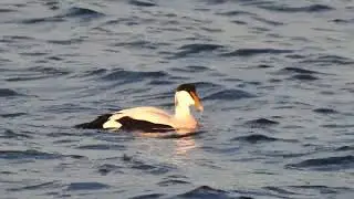 Birding Therapy | Common Eider | Ejder