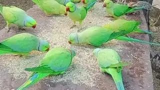 #parrot​#parrots​#birds​#pet​#pets​#birdlover