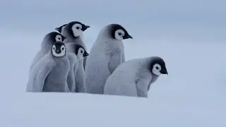 Emperor Penguins Of Gould Bay, Antarctica