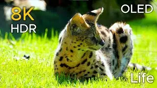 8K Amazon Wildlife | Cinematic Jungle Animals & Birds | Nature Sounds & Epic Soundtrack