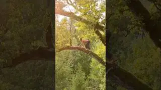 Child of the Forest 🌳