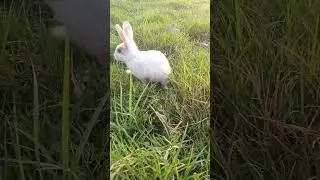 Amazing Rabbit BABY 😍🐰🐇 #viral #rabbit #baby #shorts