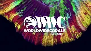 Shop Live Coral Colonies Online at World Wide Corals!