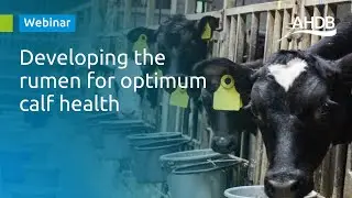 Developing the rumen for optimum calf health