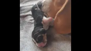 Birth of a beagle puppy