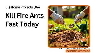 Sandy Mound Fire Ant Baits That Actually Kill