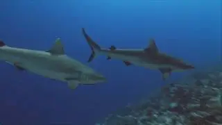 Bossman Blake-Deep Water Freestyle