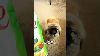 Things my Pekingese judges me for.  She is small. She is fierce. She is disappointed. #pekingese