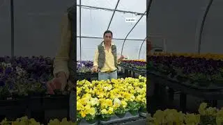 Add pansies for pops of color in your garden #landscapedesign  #westchestercounty