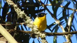 Santa Marta Mountain tanager