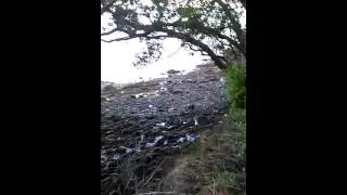 Bush walk in Coromandel