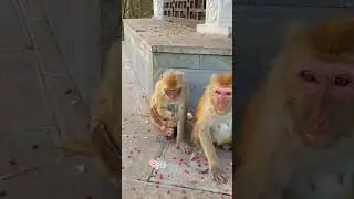 Monkey eating peanuts 🥜🐵#shorts #youtubeshorts #viralshorts #monkey #shortsfeed #ytshorts #peanut