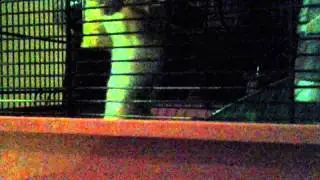 Crazy hamster,  sorry for the bad lighting