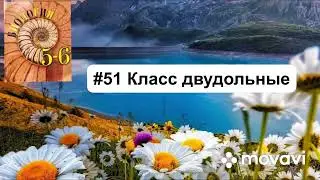 Биология 6 класс  (Пасечник) Параграф 51 &laquo;класс двудольные&raquo;