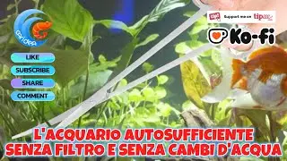 APPROFONDIAMO COME REALIZZARE UN'ACQUARIO AUTOSUFFICIENTE SENZA FILTRO E SENZA CAMBI D'ACQUA