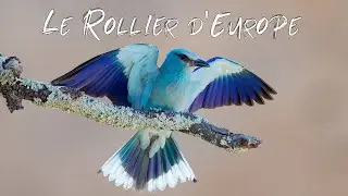 Le Rollier d'Europe