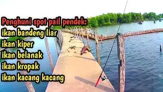 Spot Mancing Pail Pendek Marunda ‼️ lagi musim ikan kropak beby