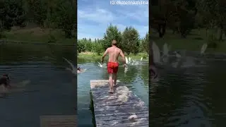 Swans Protect Their Territory || ViralHog
