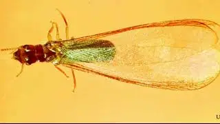 Swarming Termites Dunedin - Coby's Tentless Termite & Pest Control