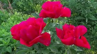 Пион АМЕРИКА 🌸 Paeonia AMERICA: обзор, описание, цветение, отзыв
