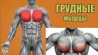 Тонкости тренировки грудных мышц