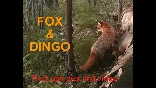 Fox and Dingo trailcam pics